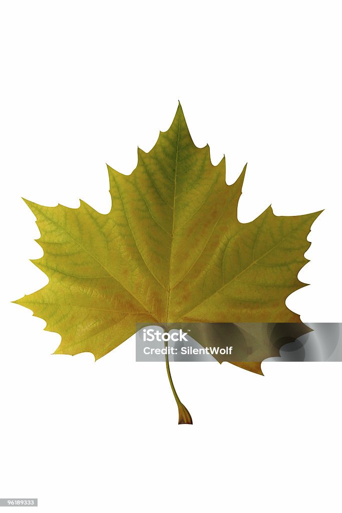 Isolierte Blatt (with clipping path - Lizenzfrei Blatt - Pflanzenbestandteile Stock-Foto