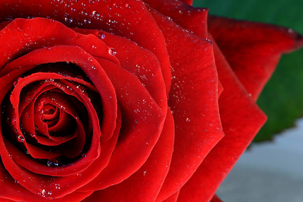 rosas rojas con gotas de agua - interflora fotografías e imágenes de stock