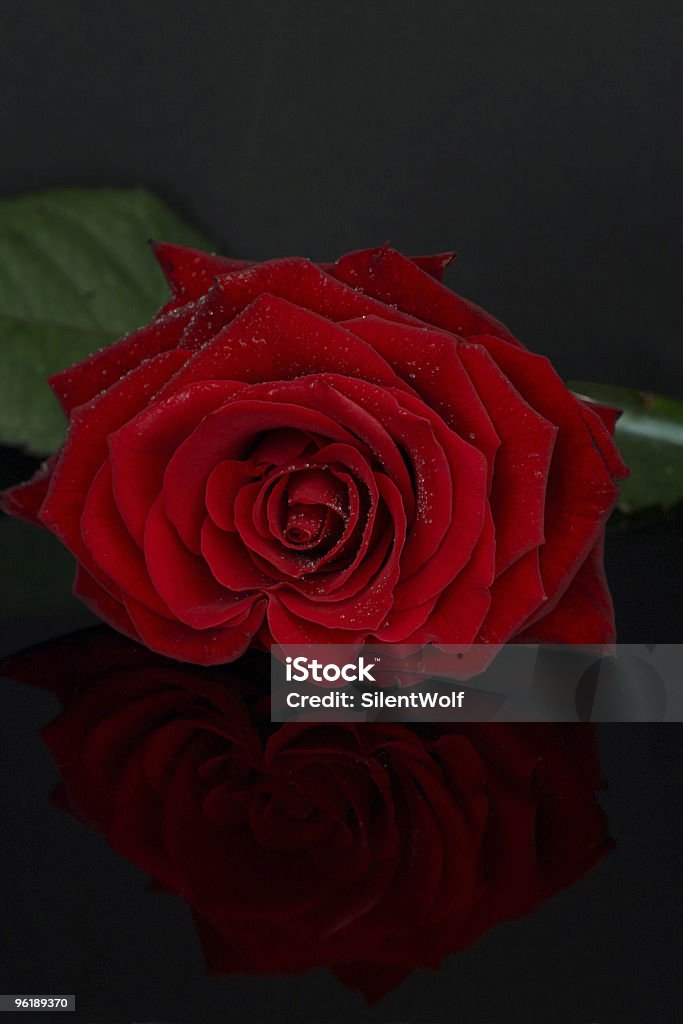 Rosas rojas sobre fondo negro (con agua - Foto de stock de Afilado libre de derechos
