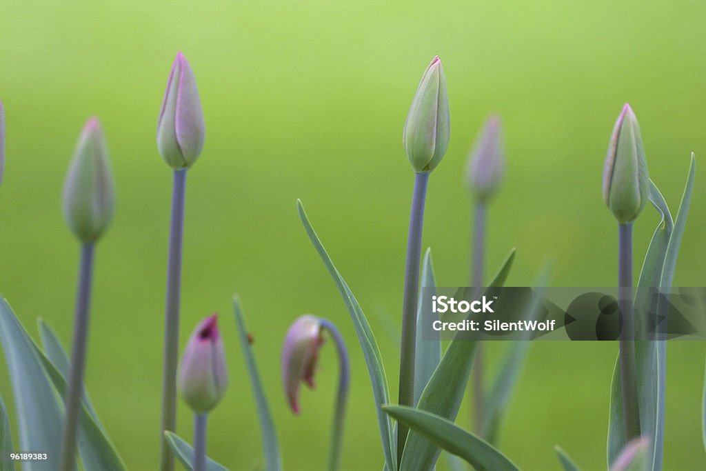Tulipán gustos en la luz de la mañana - Foto de stock de Agua libre de derechos