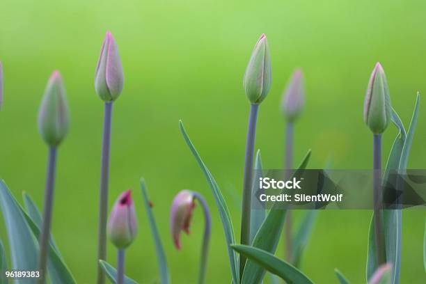 Photo libre de droit de Tulipe Papilles Dans La Lumière Du Matin banque d'images et plus d'images libres de droit de Arbre en fleurs - Arbre en fleurs, Beauté de la nature, Blanc