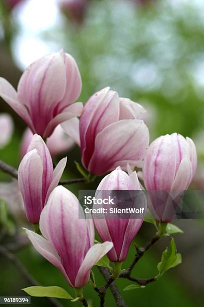 Photo libre de droit de Tas De Magnolia Papilles banque d'images et plus d'images libres de droit de Arbre - Arbre, Avril, Beauté