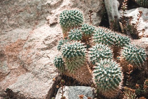 high angle view of cactuses in floral tropical garden