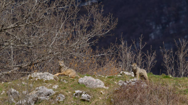 istock Abruzzo and Molise National Park 7 961899042