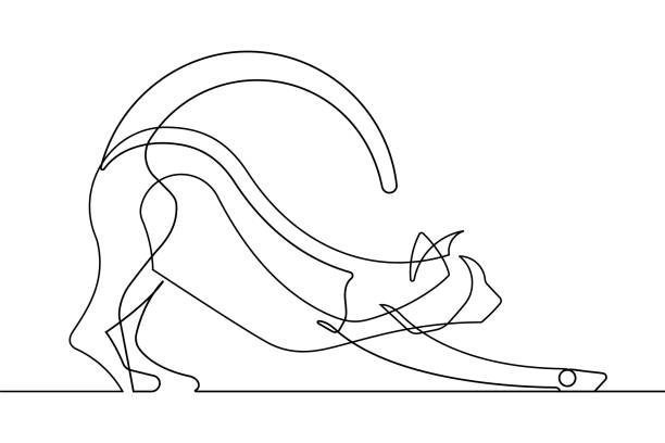 Stretching Cat Continuous Line Vector Art This is a continuous line vector illustration of a cat stretching out on a flat surface. simple cat line art stock illustrations
