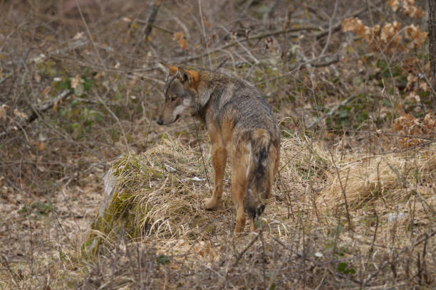 istock Abruzzo and Molise National Park 7 961899110
