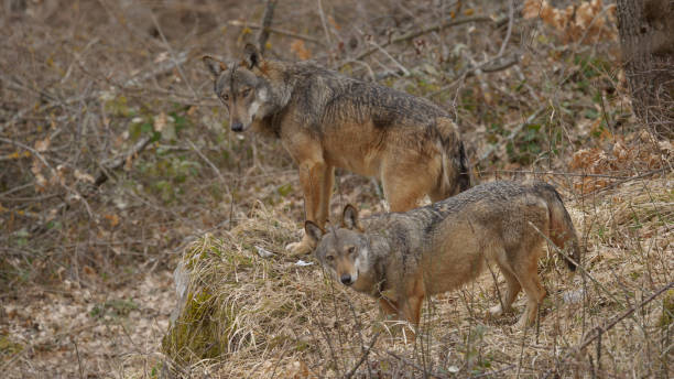 istock Abruzzo and Molise National Park 7 961901280