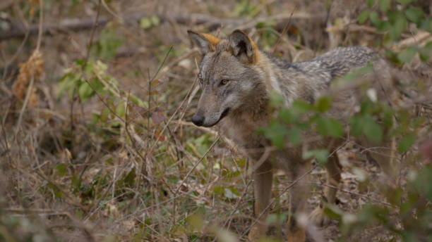 istock Abruzzo and Molise National Park 7 961901408