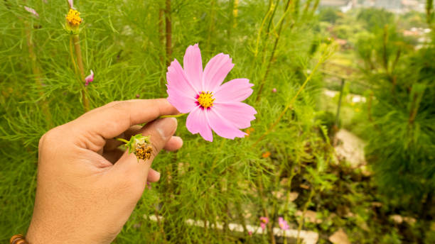 istock Cosmos bipinnatus flower 961901510