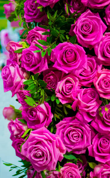 istock floral background of roses 961901570