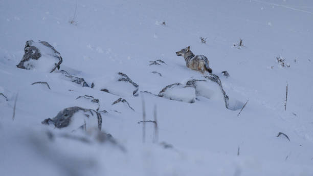 istock Abruzzo and Molise National Park 7 961901866