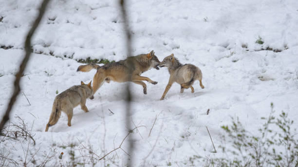 istock Abruzzo and Molise National Park 7 961902084