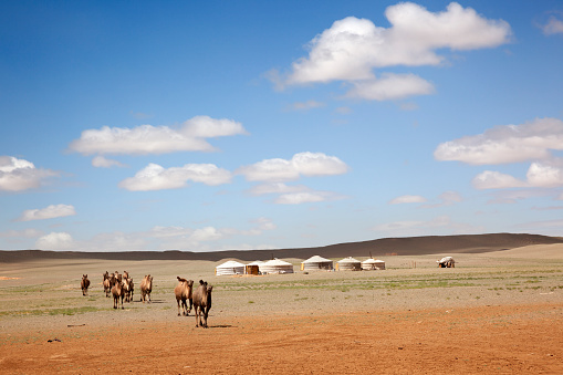 A camel caravan across the desert leaving the Gers of farmers to the distance