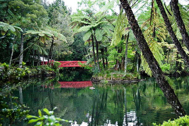 istock Old lake with a red bridge in subtropical rainforest. 96190352
