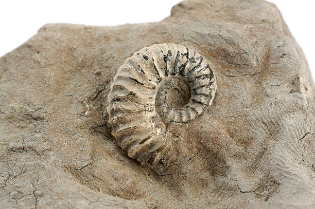 Ammonite fossil stock photo