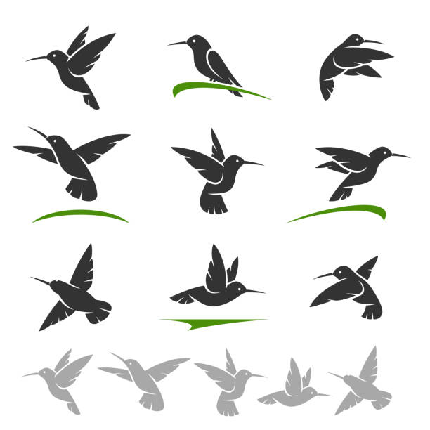 ilustraciones, imágenes clip art, dibujos animados e iconos de stock de conjunto de colibri. vector de - canturrear