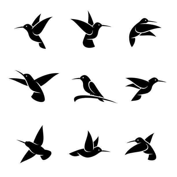illustrazioni stock, clip art, cartoni animati e icone di tendenza di set colibri. vettore - colibrì