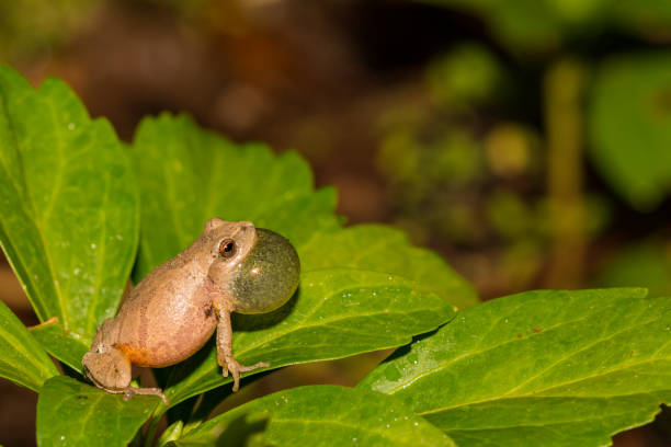 Photo of Northern Spring Peeper