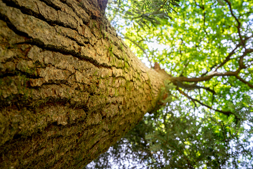 Close-up tree bark