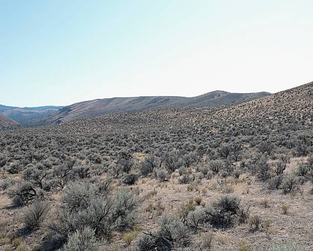 istock Sage bushes in a high desert valley landscape 96190606