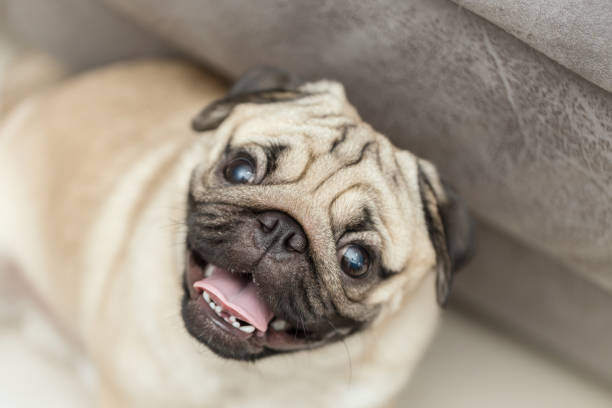 istock cute pug dog have a question and making funny face,Selective focus 961906078