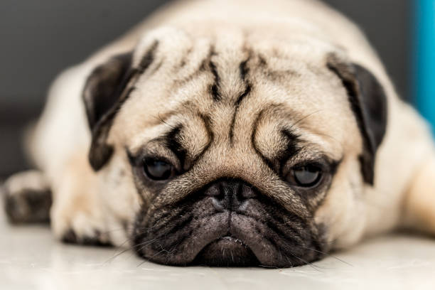 istock Cute pug dog lying and sleep on ground with funny face 961908502