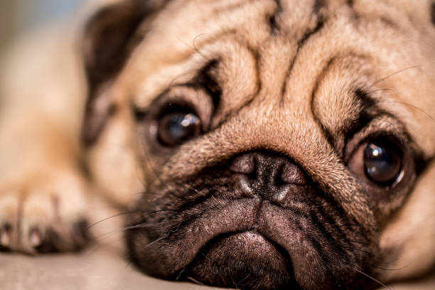 istock Cute pug dog lying and sleep on ground with funny face 961908508