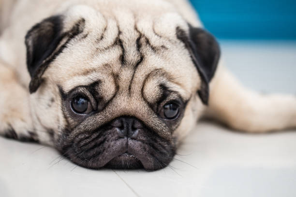 istock Cute pug dog lying and sleep on ground with funny face 961908514