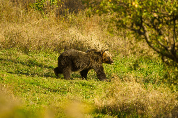 Abruzzo National Park 8 flora and fauna national park abruzzo and molise abruzzi photos stock pictures, royalty-free photos & images