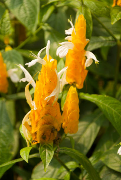 Flower Justicia brandegeeana called yellow shrimp in Guatemala. Flower Justicia brandegeeana
called yellow shrimp. justicia brandegeeana stock pictures, royalty-free photos & images
