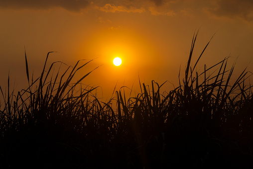 Tropical sugar Cane Flowers at Sunset. Saccharum officinarum