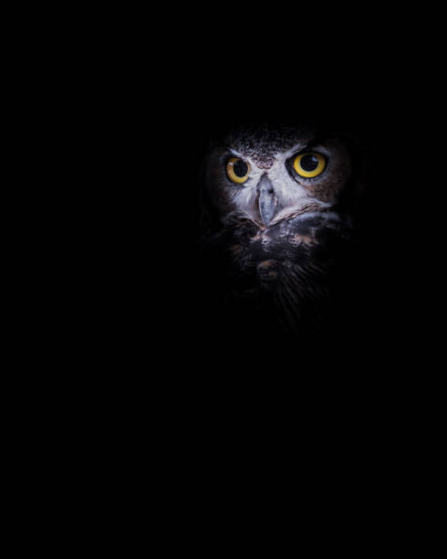 istock Wise Old Owl in the Night - Lurking in the Shadows - 8x10 961909826