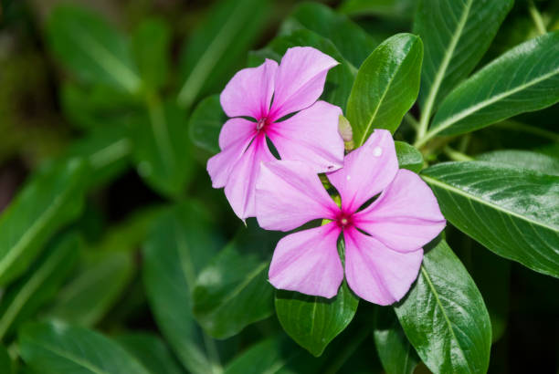 istock Catharanthus Roseus, in a garden Guatemala 961909938
