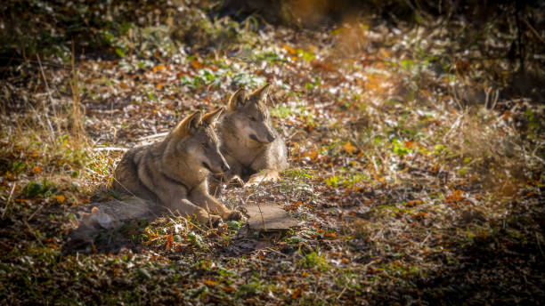 istock Abruzzo and Molise National Park 9 961913316
