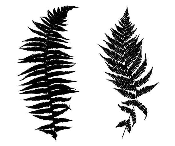 ilustrações, clipart, desenhos animados e ícones de ilustração de diferentes samambaias - fern stem bracken leaf