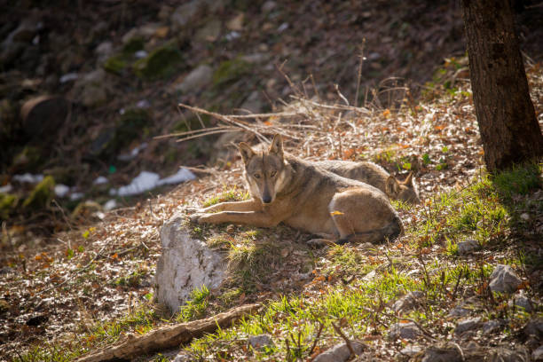 istock Abruzzo and Molise National Park 9 961913982