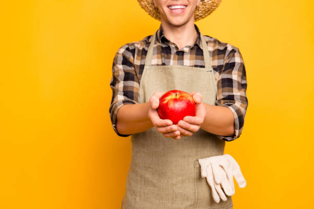 apresentam temporada festival saudável suculenta comércio brilhante pessoas pessoa palha chapéu pessoas de saúde dieta camisa quadriculada pessoa conceito. fechar foto recortada das mãos do homem com a apple, isolado no fundo - agriculture autumn apple greengrocers shop - fotografias e filmes do acervo