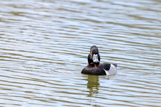 istock Male Ring-Necked Duck on a Canadian lake 961914198