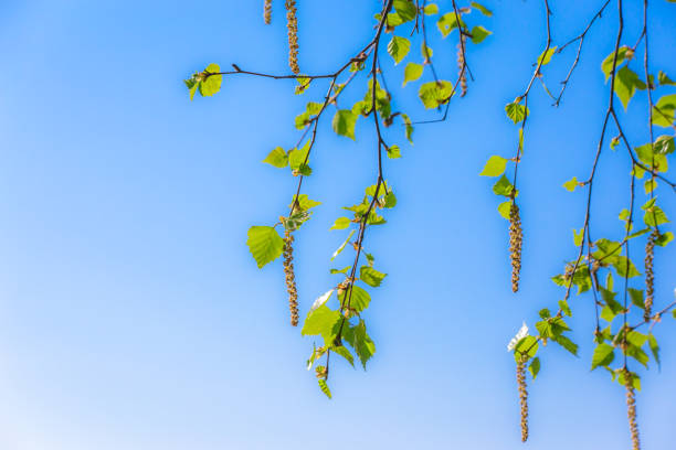 Tranquil birch tree grove in sunny summer day