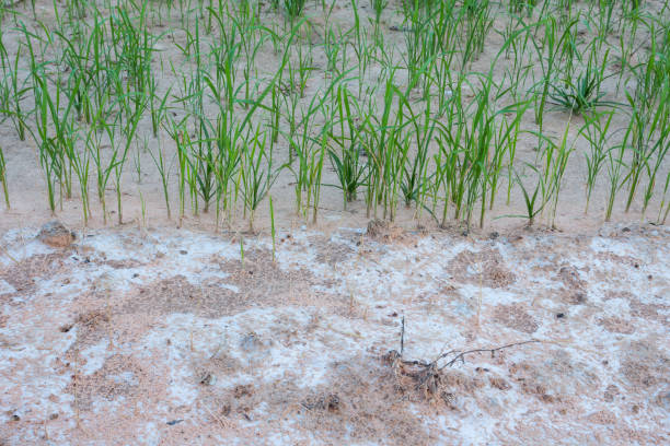 plántulas de arroz y el suelo con sal - solución salina fotografías e imágenes de stock