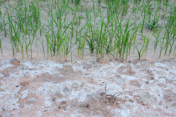 Soil containing salt causes rice seedlings to die.