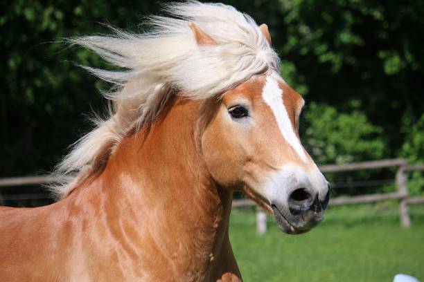 istock haflinger horse portrait 961915314
