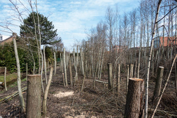 istock Clearing with sawn off trees  and shrubbery at eye level 961915458