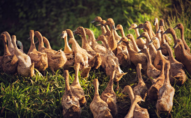 ducks walk in a row from the river back to farmhouse during sunset