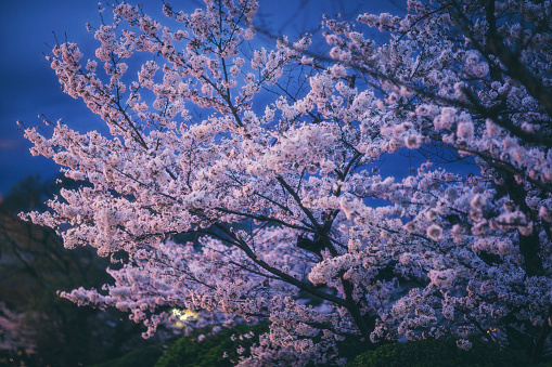 Sakura at night in kyoto , japan