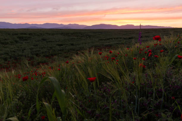 dawn of the sun on the poppy field - ismaili imagens e fotografias de stock