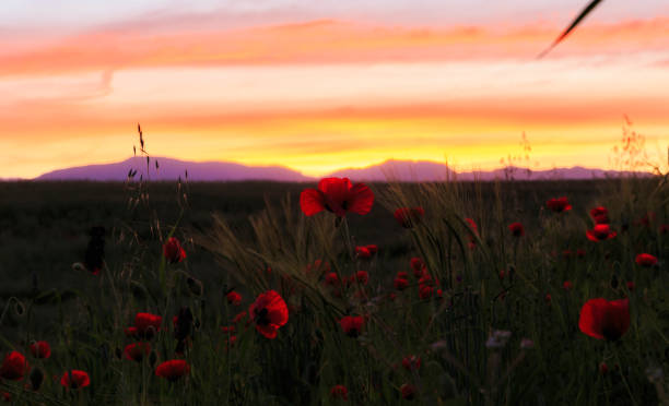 dawn of the sun on the poppy field - ismaili imagens e fotografias de stock