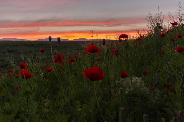 dawn of the sun on the poppy field - ismaili imagens e fotografias de stock