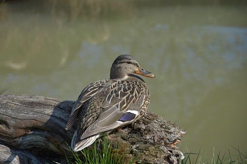 Anas platyrhynchos. Wild duck sitting on wood near pond.