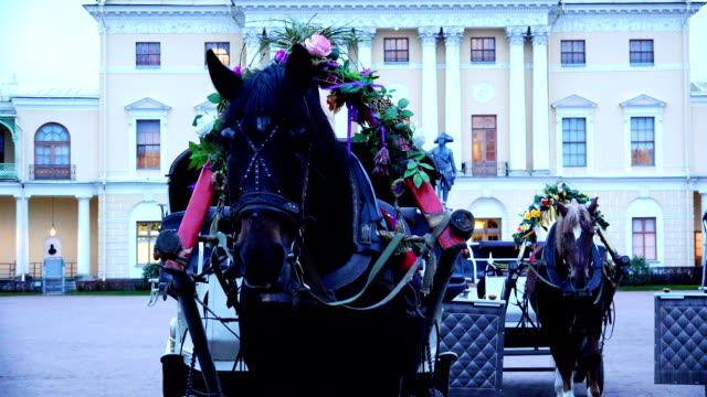 Horses with harnesses decorated with flowers